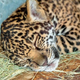 Illustration for article titled Name a Jaguar!